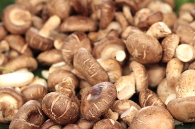 Pazarda taze mantarlar