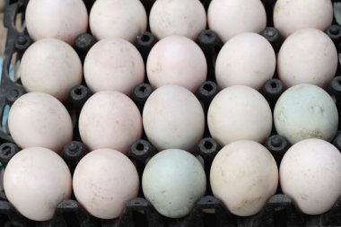 ördek yumurta panelinde