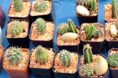 Kaktüs güzellik doğa ile