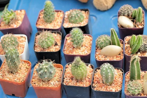 Beauté de cactus avec la nature — Photo