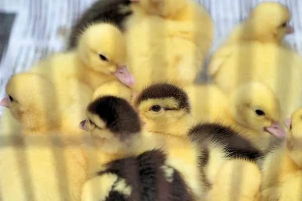 Gosling nyfødt gul er en gruppe – stockfoto