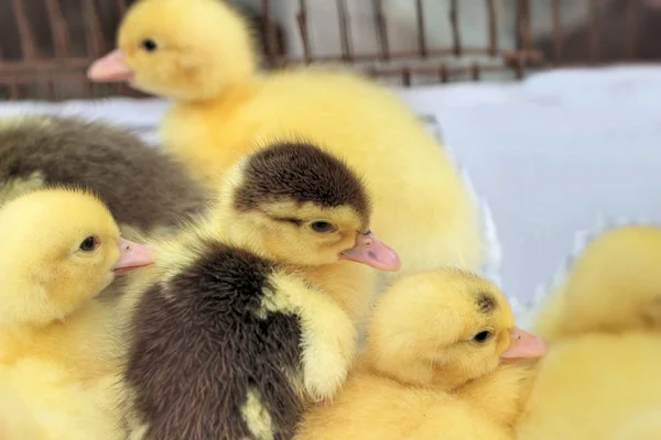 Gosling recém-nascido amarelo é um grupo — Fotografia de Stock