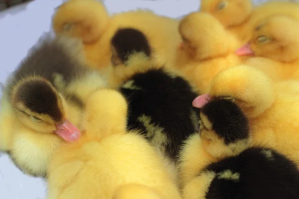 Gosling recién nacido amarillo es un grupo — Foto de Stock