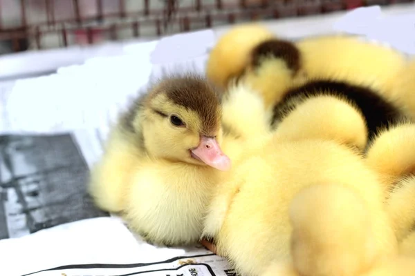 Gosling Neugeborenes gelb ist eine Gruppe — Stockfoto