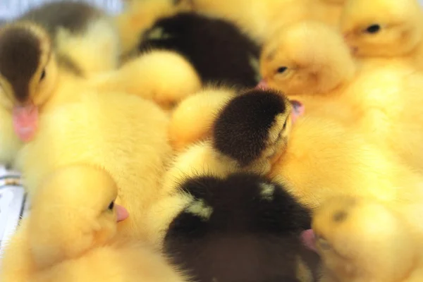 Gosling nyfødt gul er en gruppe – stockfoto