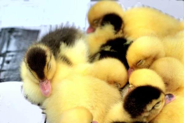 Gosling recém-nascido amarelo é um grupo — Fotografia de Stock