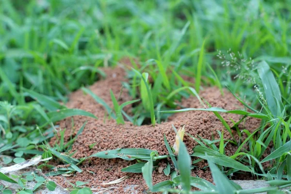 Les fourmis nichent dans la nature — Photo