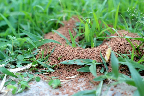 Formigas ninho com a natureza — Fotografia de Stock