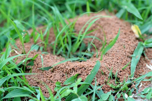 Formigas ninho com a natureza — Fotografia de Stock