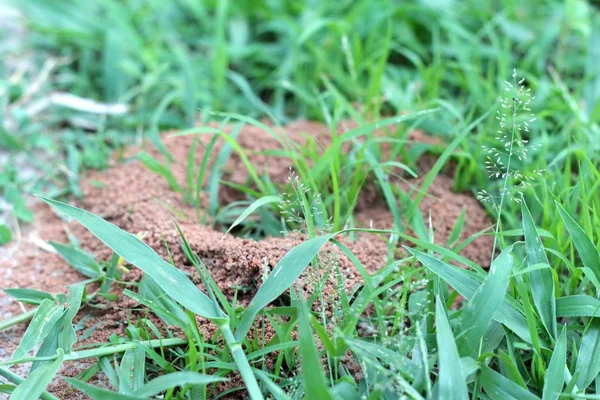 Ameisennest mit der Natur — Stockfoto