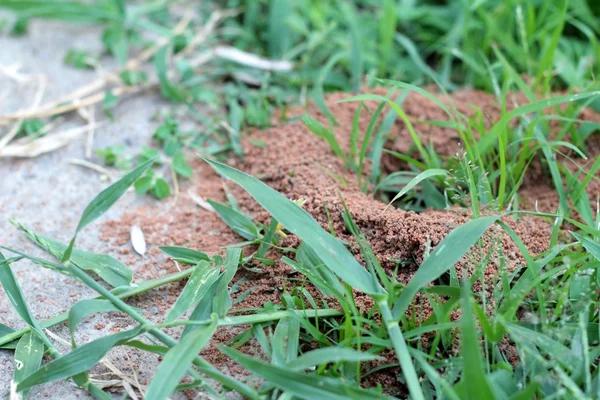 Les fourmis nichent dans la nature — Photo