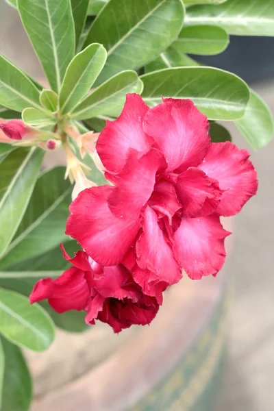 Flores de azálea - flores vermelhas na natureza — Fotografia de Stock