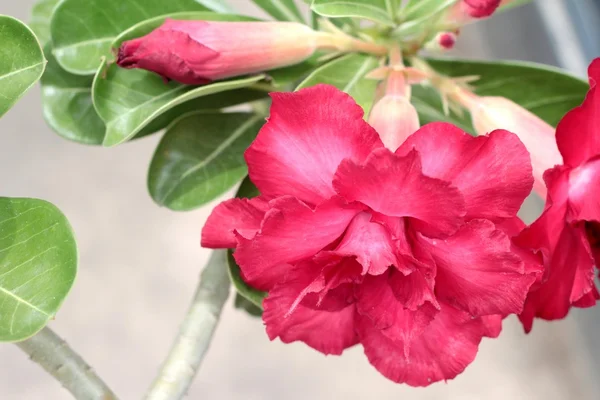 Azaleen-Blüten - rote Blüten in der Natur — Stockfoto