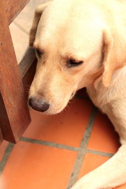 Genç Beyaz golden labrador retriever köpek kapatın 