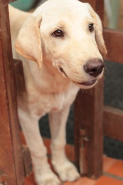 Genç Beyaz golden labrador retriever köpek kapatın 