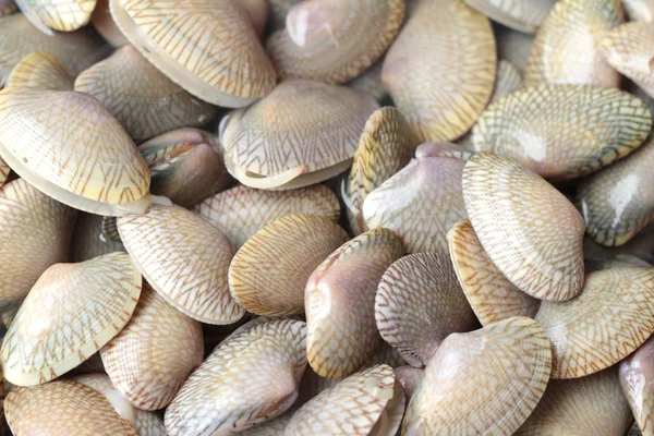 Frische Schalentiere auf dem Markt — Stockfoto