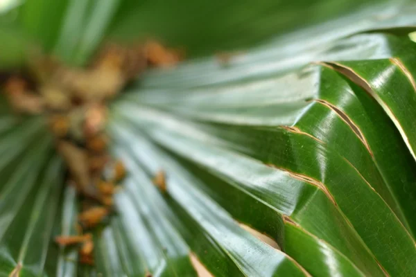 Gröna ormbunke med naturen — Stockfoto