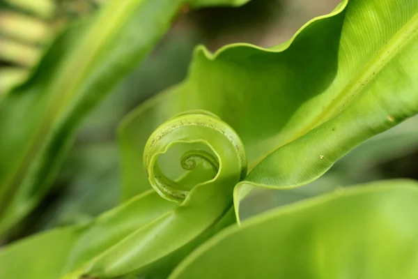 与大自然的绿色蕨类植物 — 图库照片