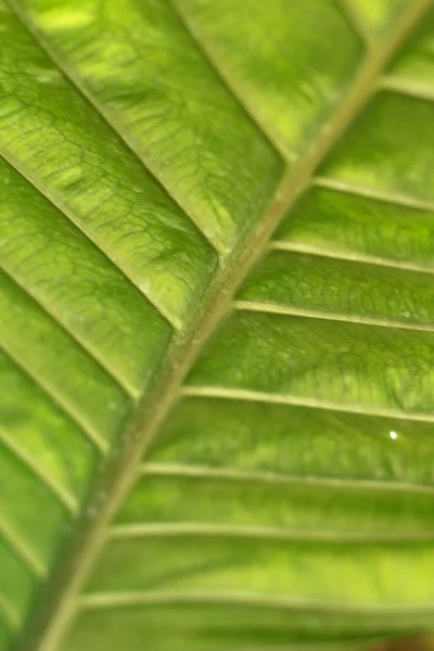 与大自然的绿色蕨类植物 — 图库照片