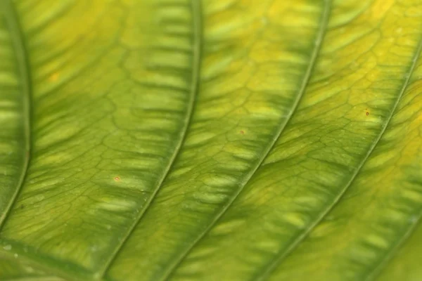 Green fern with the nature — Stock Photo, Image