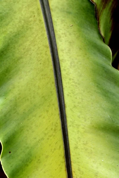 Helecho verde con la naturaleza —  Fotos de Stock