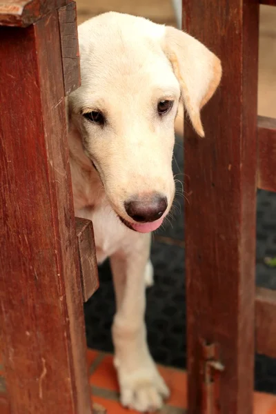 Genç Beyaz golden labrador retriever köpek kapatın — Stok fotoğraf