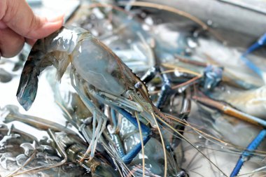 Pazarda taze karides