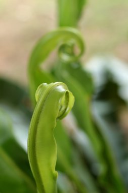 doğa ile yeşil eğreltiotu