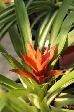 ananas ağacı yakın çekim