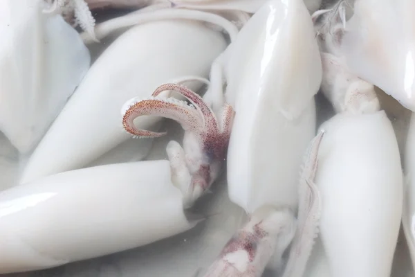 Calamares frescos en el mercado —  Fotos de Stock