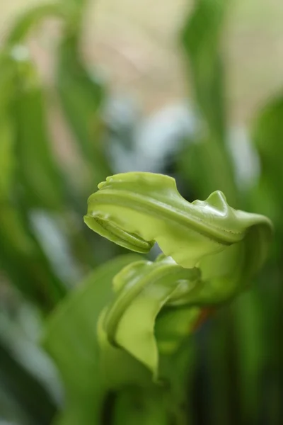 Green fern with the nature — Stock Photo, Image