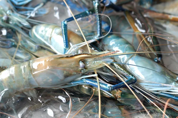 Camarones frescos en el mercado —  Fotos de Stock