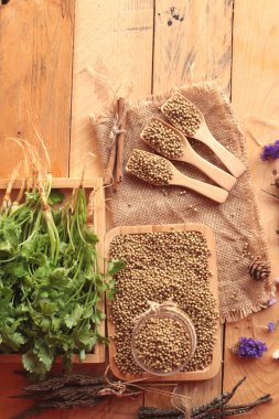 Kuru kişniş ve taze kişniş yeşil.