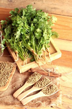 Kuru kişniş ve taze kişniş yeşil.