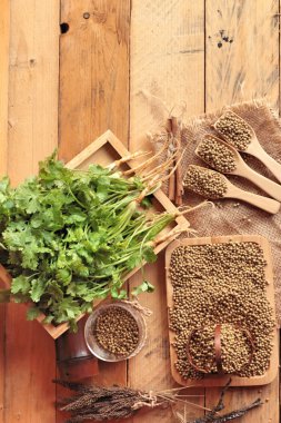 Kuru kişniş ve taze kişniş yeşil.