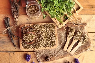 Kuru kişniş ve taze kişniş yeşil.