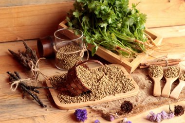 Kuru kişniş ve taze kişniş yeşil.