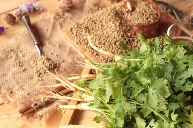 Kuru kişniş ve taze kişniş yeşil.