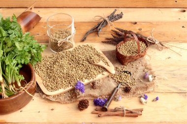 Kuru kişniş ve taze kişniş yeşil.