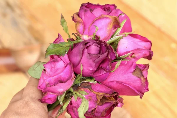 Rose rosa e petali di rosa sono stati spruzzati caduti . — Foto Stock
