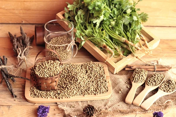 Trockene Koriandersamen und frischer Koriander grün. — Stockfoto