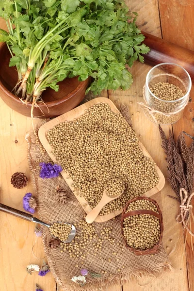 Dry coriander seeds and fresh coriander green.