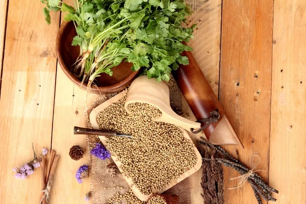 Dry coriander seeds and fresh coriander green. — Stock Photo, Image