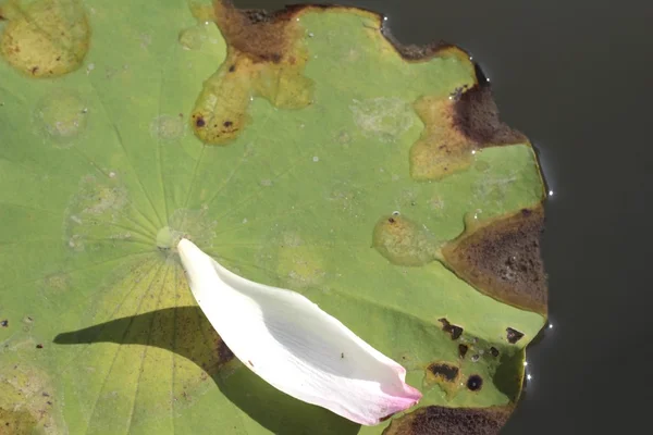 自然の中で白い蓮の花びら. — ストック写真