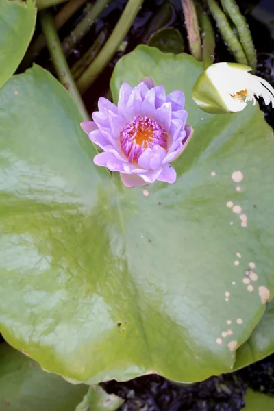 Purple lotus i naturen. — Stockfoto