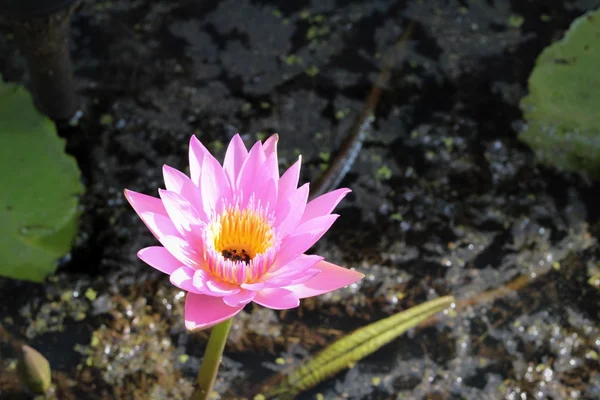 Pink lotus in the nature. — Stock Photo, Image
