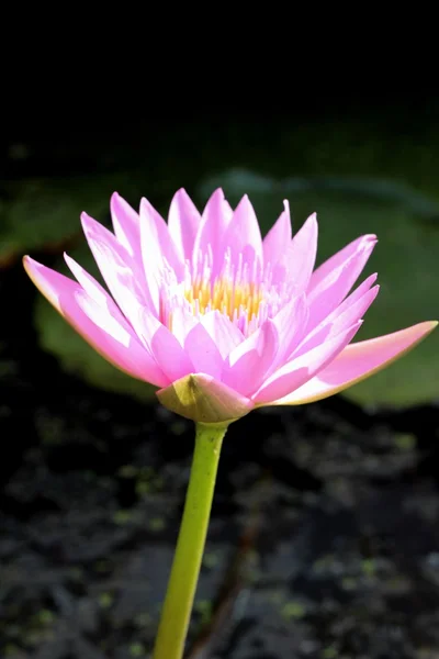 Rosa lotus i naturen. — Stockfoto