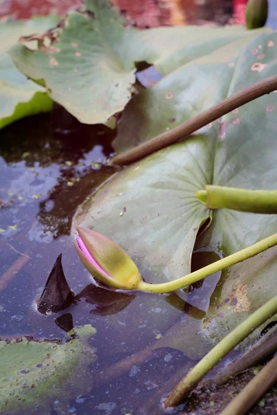 Pink lotus in the nature. — Stock Photo, Image