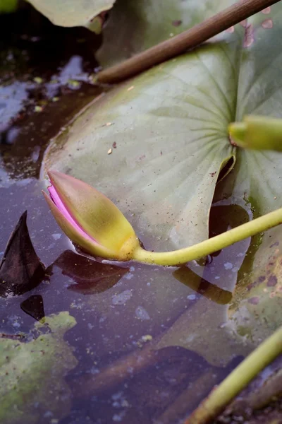 Rózsaszín lótusz a természetben. — Stock Fotó