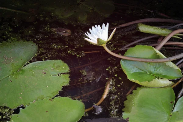 White lotus in the nature. — Stock Photo, Image
